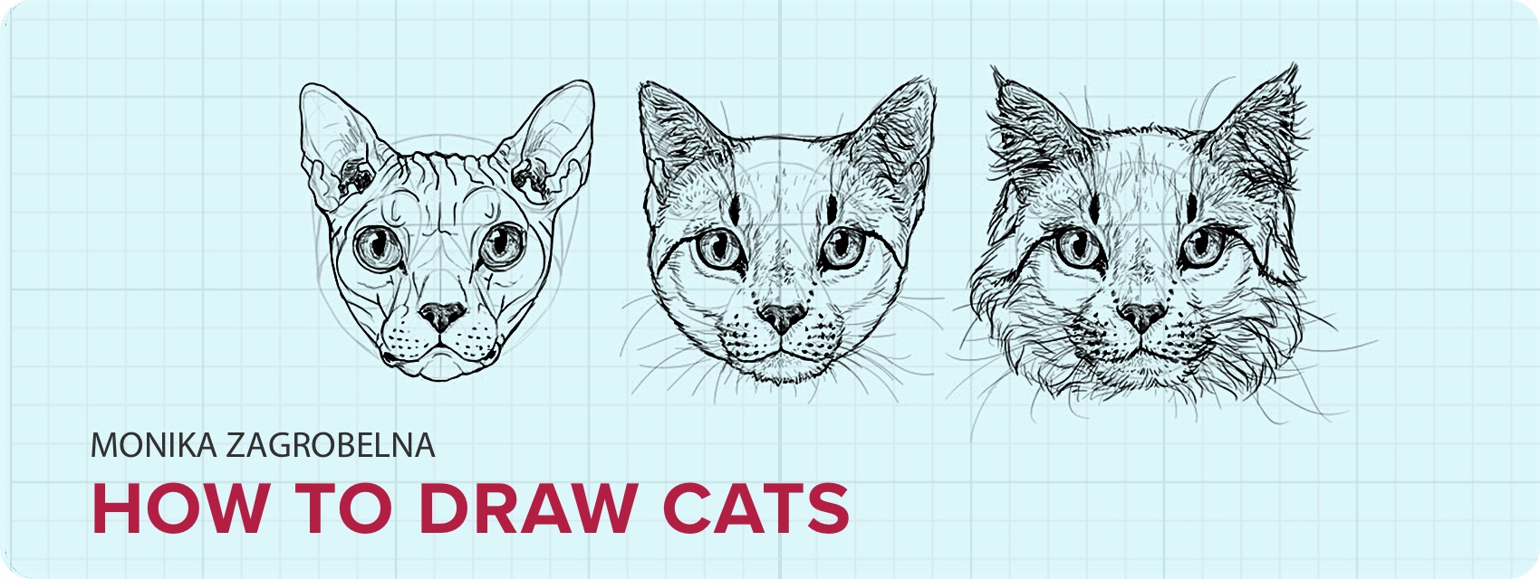 1700x640 How To Draw Cats Step - Cat Drawing Drawing