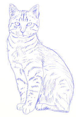 250x383 How To Draw A Realistic Cat - Cat Drawing Drawing