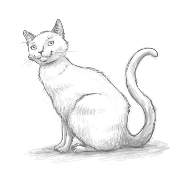 600x600 How To Draw A Cat - Cat Drawing Drawing