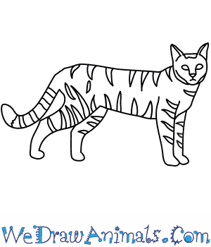 300x350 How To Draw A Wildcat - Cat Drawing Easy