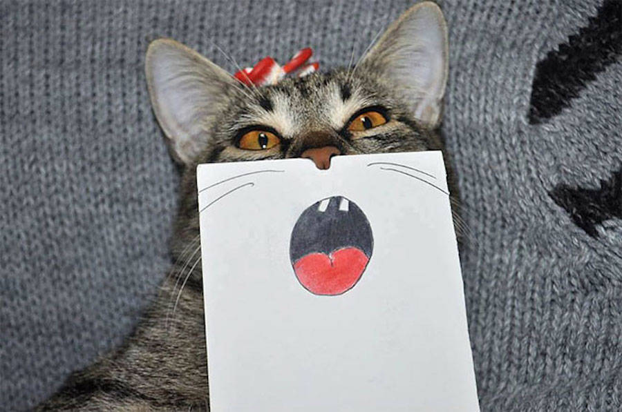 900x597 Creative Drawing Ideas Funny Cat Facial Expressions - Cat Drawing Ideas