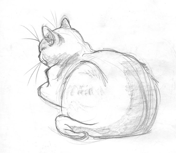 736x641 The Best Simple Cat Drawing Ideas Simple Animal - Cat Drawing Ideas