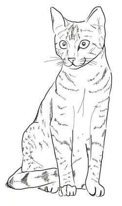 250x421 How To Draw Cat, Step Drawing In Drawings, Cat Drawing - Cat Drawing Images