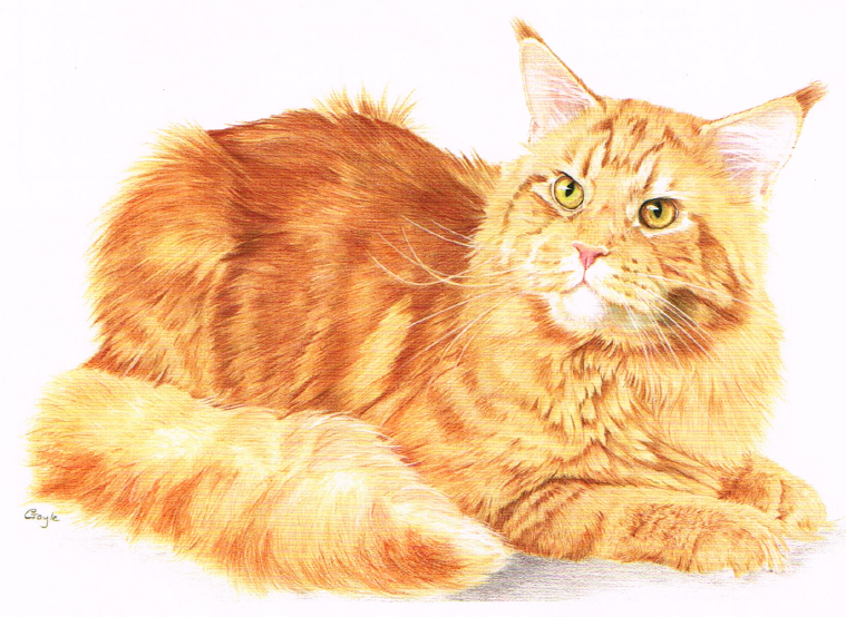 759x554 Drawing Fur With Coloured Pencils - Cat Drawing Online