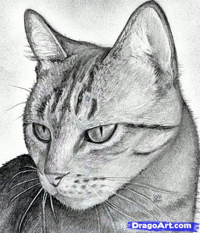 647x754 How To Draw A Cat Head, Draw A Realistic Cat, Step - Cat Drawing Online