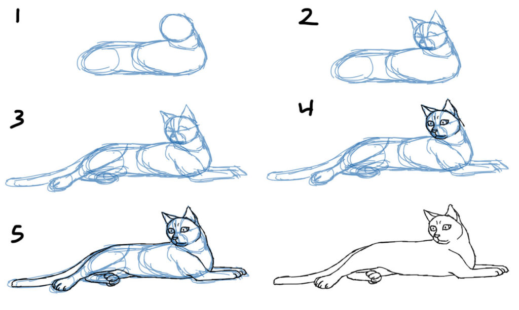 1024x613 How To Draw A Cat Step - Cat Drawing Online