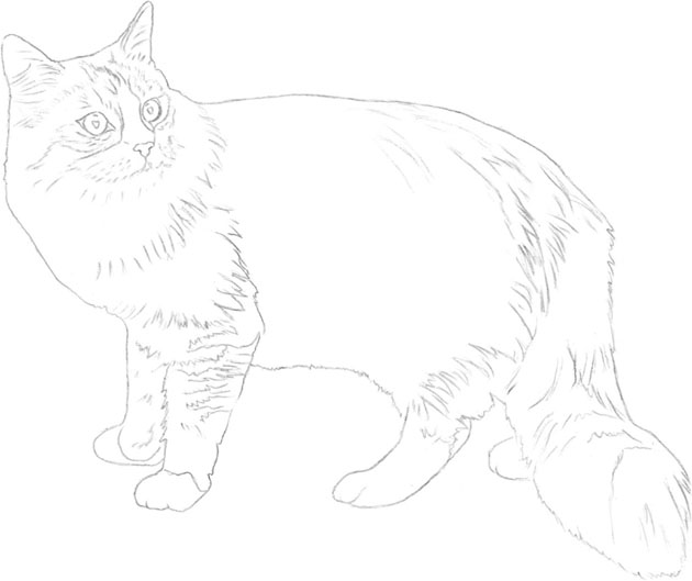 630x529 Maine Coon - Cat Drawing Online