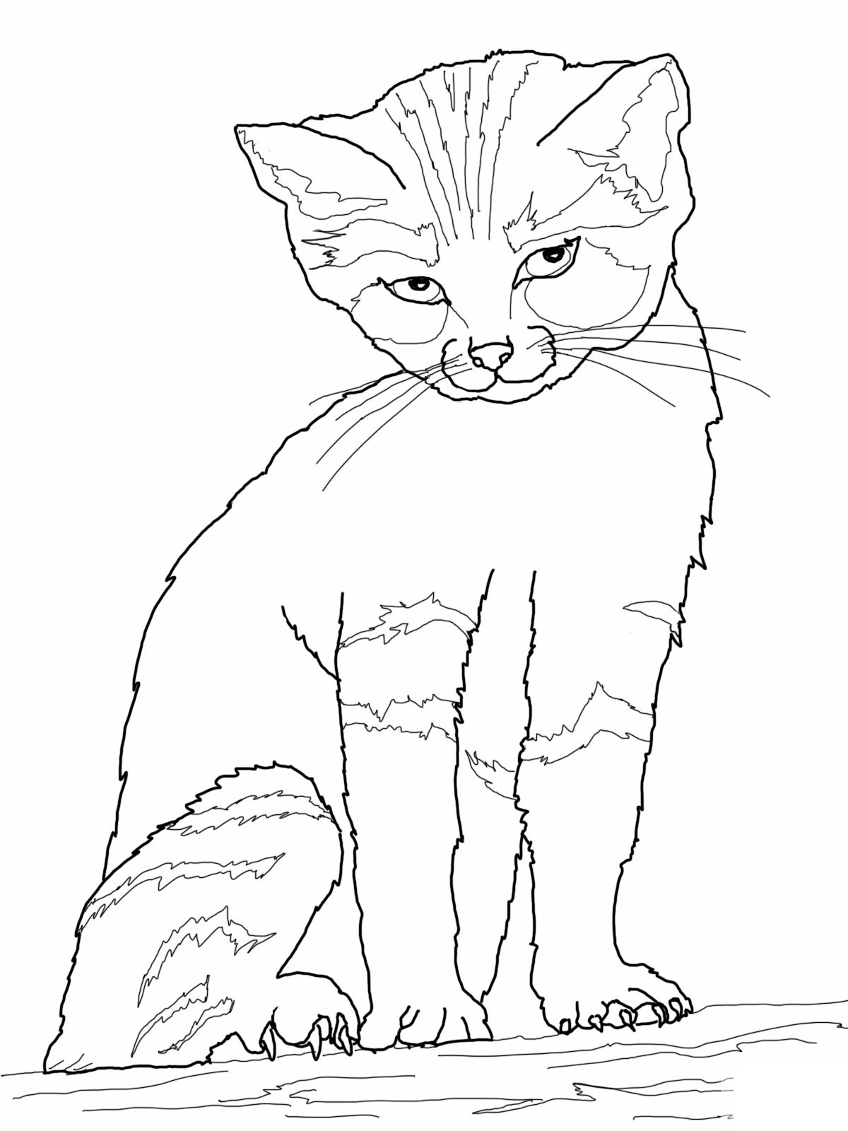 1200x1600 Realistic Cat Drawing Kitten Coloring Pages - Cat Drawing Pages