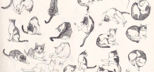 520x245 Drawing References And Sketches For Beginner Artists - Cat Drawing Poses