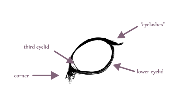 600x352 How To Draw Animals Cats And Their Anatomy - Cat Drawing Poses