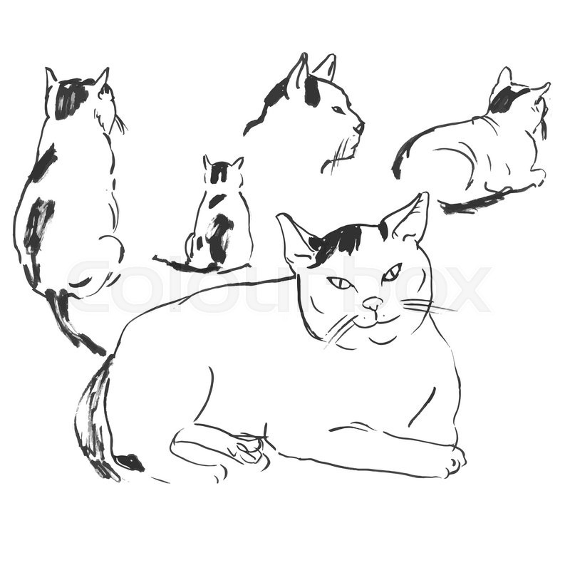 cat drawing poses