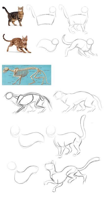 425x810 Cat Drawing Poses Sketch - Cat Drawing Poses