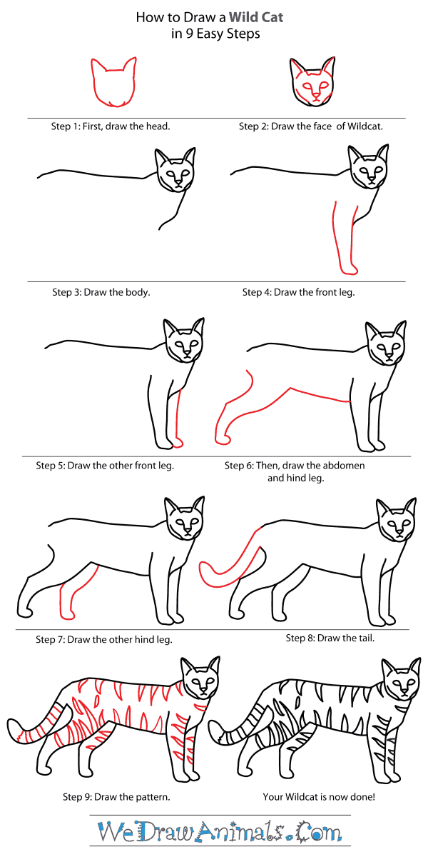 600x1200 How To Draw A Wildcat - Cat Drawing Step By Step