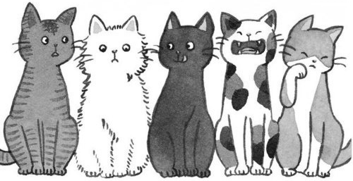 500x257 This Is A Drawing Of Cats This Is A Drawing Of A Cat Ea - Cat Drawing Tumblr