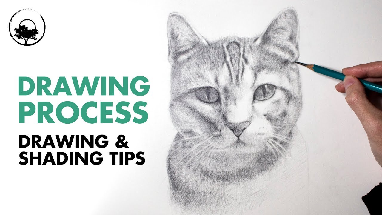 1280x720 How To Draw A Cat Portrait - Cat Drawing Tutorial