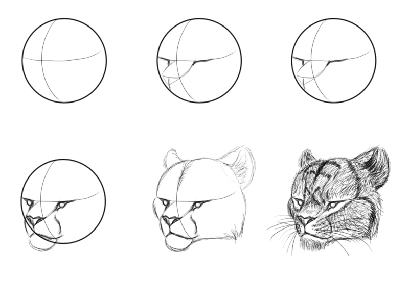 800x600 Huge Collection Of 'cat Head Drawing Tutorial' Download More Than - Cat Drawing Tutorial
