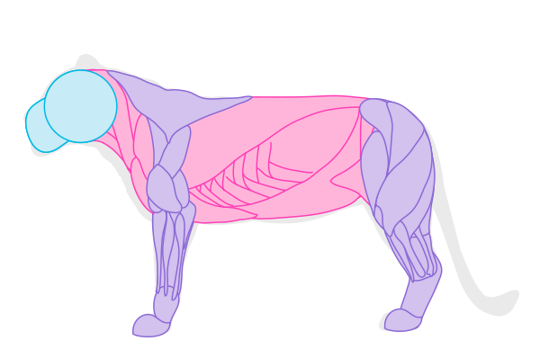 600x399 How To Draw Animals Big Cats, Their Anatomy And Patterns - Cat Drawing Website