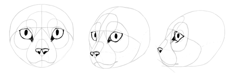 1000x323 How To Draw Cats Step - Cat Ears Drawing