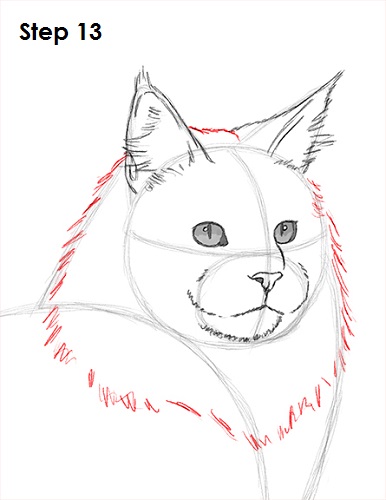 386x500 how to draw a maine coon cat - Cat Ears Drawing