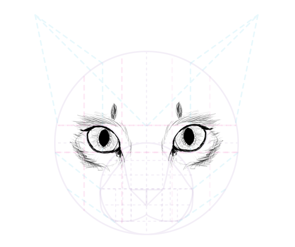 600x502 How To Draw Animals Cats And Their Anatomy - Cat Eyes Drawing