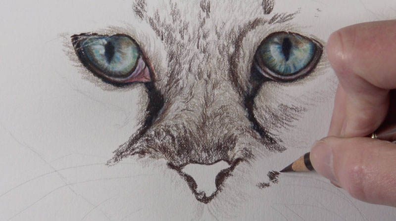 800x447 How To Draw Cat Eyes With Colored Pencils - Cat Eyes Drawing