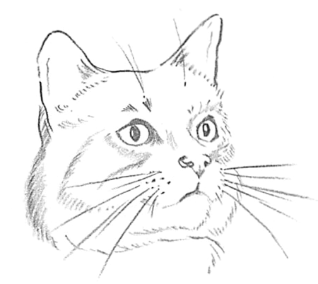 450x402 guide to drawing cats kittens with step - Cat Face Drawing