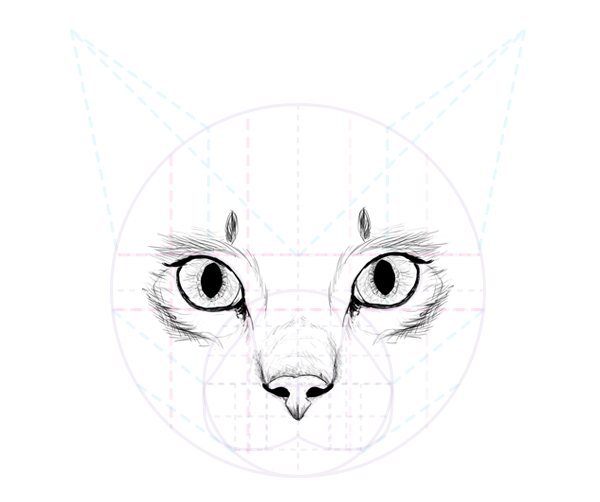 600x502 How To Draw Animals Cats And Their Anatomy - Cat Face Drawing