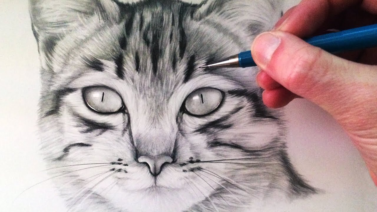 1280x720 How To Draw A Cat - Cat Face Drawing