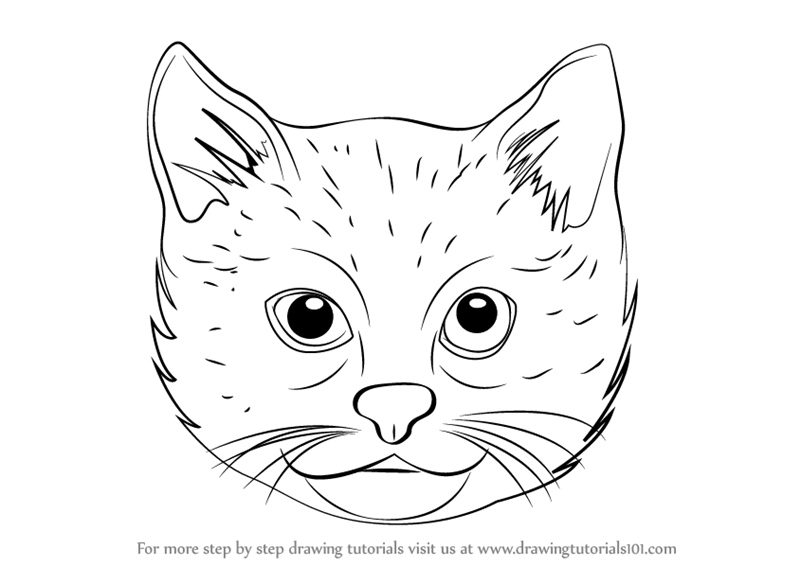 800x566 Learn How To Draw A Cat Face - Cat Face Drawing