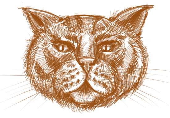 550x384 How To Draw A Cat Face - Cat Face Drawing Images