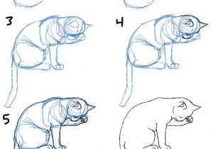 300x210 Drawing Cats Step - Cat Face Drawing Tutorial