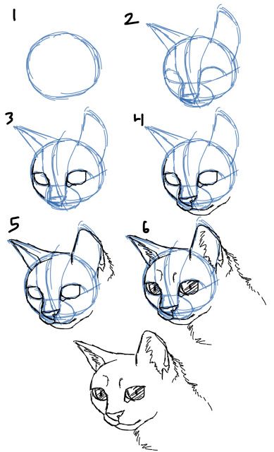 389x640 How To Draw Cat Facesheads View My Cats In Drawings - Cat Face Drawing Tutorial
