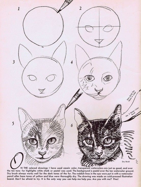 554x731 How To Draw A Cat's Face Drawing Drawings, Art, Drawing Lessons - Cat Face Drawing Tutorial
