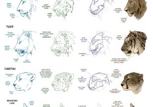 Cat Face Drawing Tutorial at PaintingValley.com | Explore collection of ...