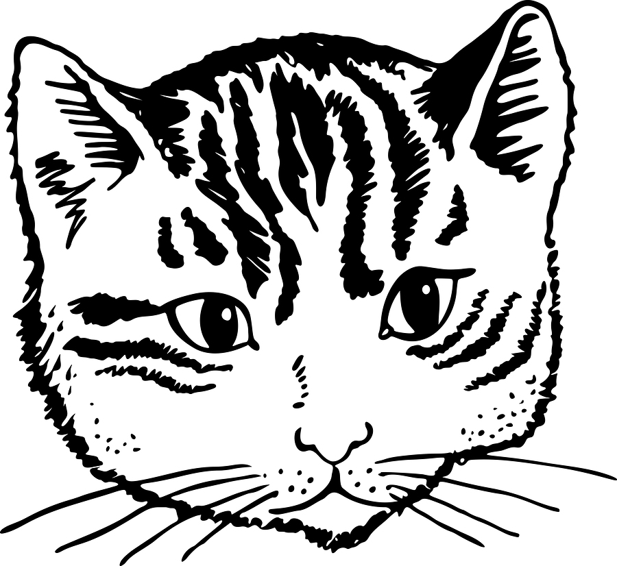 Cat Face Line Drawing at Explore collection of Cat