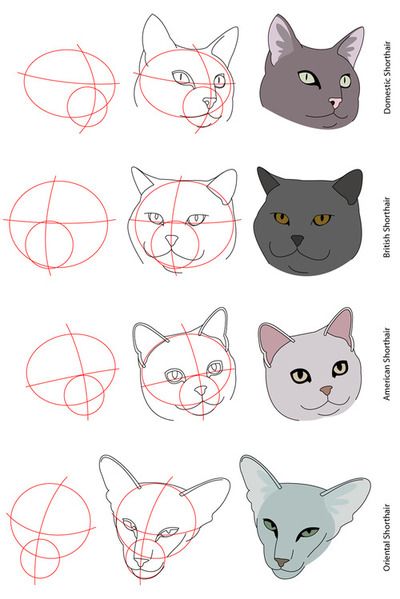 400x599 Cat Anatomy Head Drawing Tips Drawings, Cat Drawing Tutorial - Cat Head Drawing