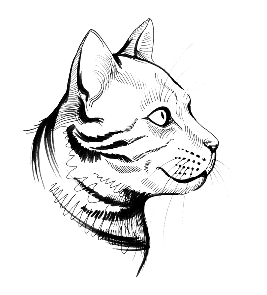 543x600 Free Stock Photos - Cat Head Drawing