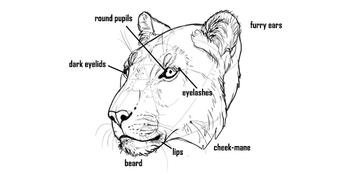 688x356 how to draw big cats lions, tigers, cheetahs, and much more - Cat Head Drawing