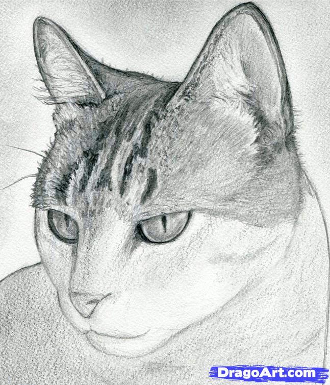 647x754 How To Draw A Cat Head, Draw A Realistic Cat, Step - Cat Head Drawing