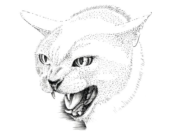 600x450 How To Draw A Cat - Cat Head Drawing