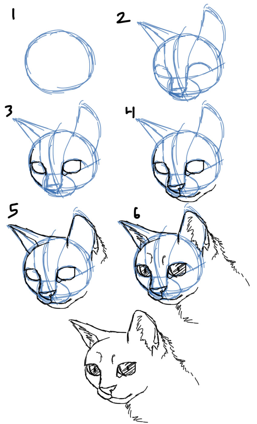850x1400 savanna williams how to draw cats faces heads - Cat Head Drawing