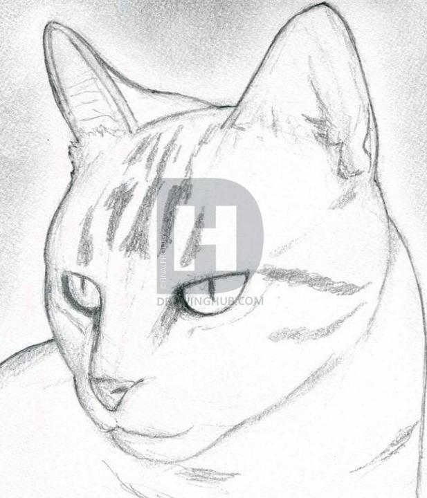 617x720 How To Draw A Cat Head, Draw A Realistic Cat, Step - Cat Head Drawing Tutorial