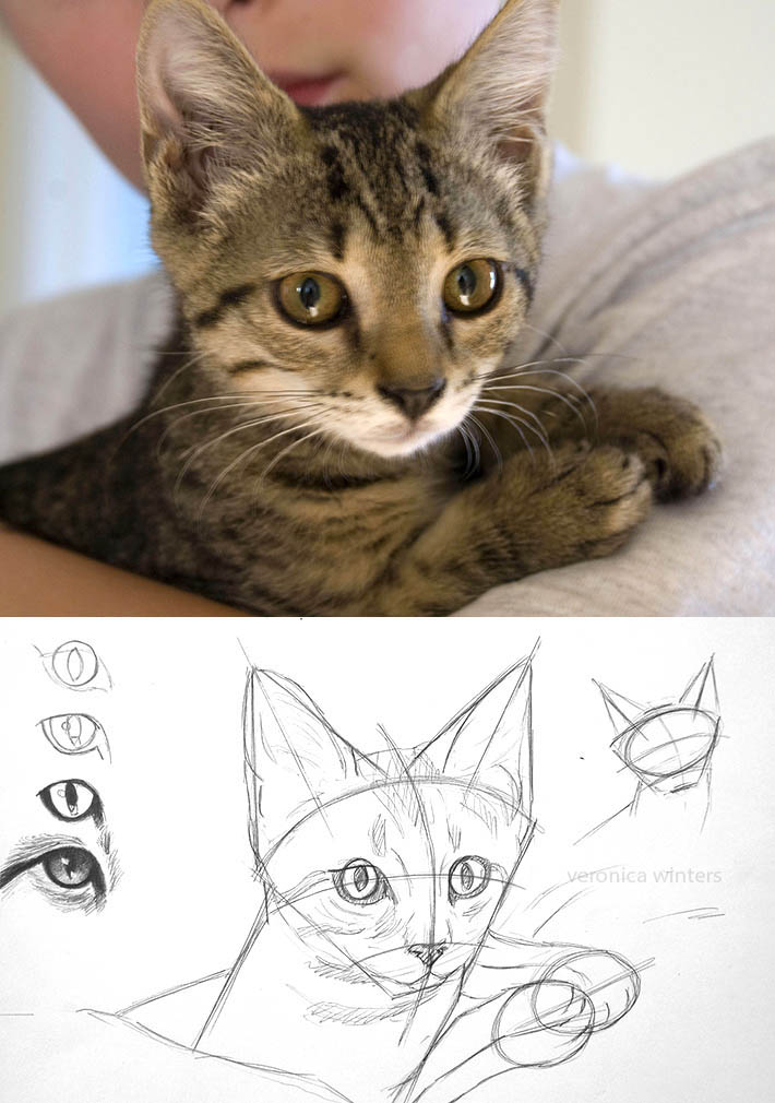 710x1010 How To Draw Cat Eyes That Look Real - Cat Head Drawing Tutorial