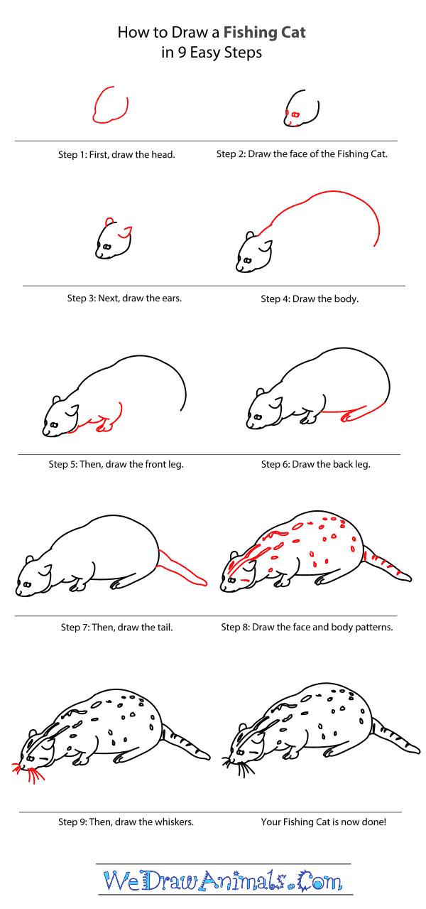 600x1279 How To Draw A Fishing Cat - Cat Head Drawing Tutorial