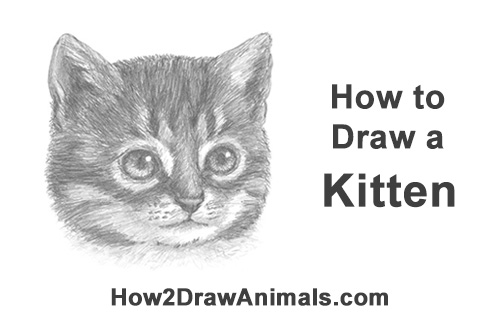 500x315 How To Draw A Kitten - Cat Head Drawing Tutorial