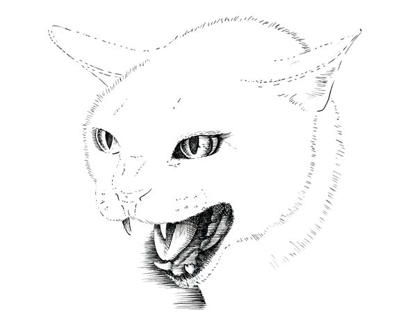 600x450 How To Draw A Cat - Cat Head Line Drawing