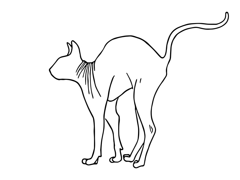 800x600 Sphynx Cat Arching Its Back - Cat Head Line Drawing