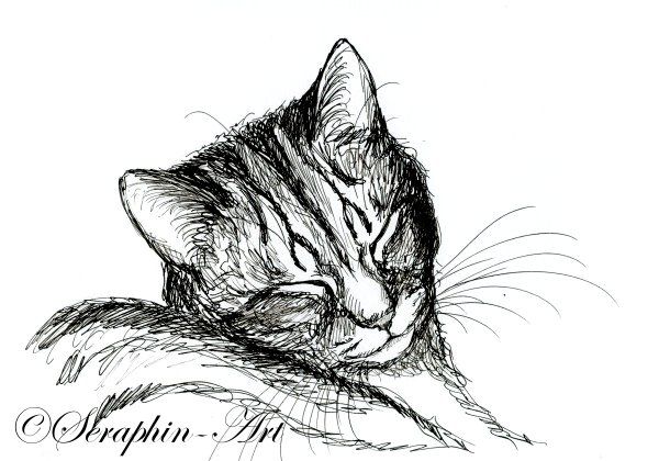 600x420 Drawing Cat Seraphin Art - Cat Ink Drawing