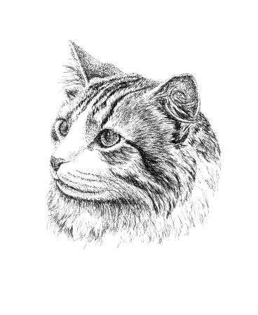 368x450 Pen And Ink Dog And Cat Pet Portraits - Cat Ink Drawing