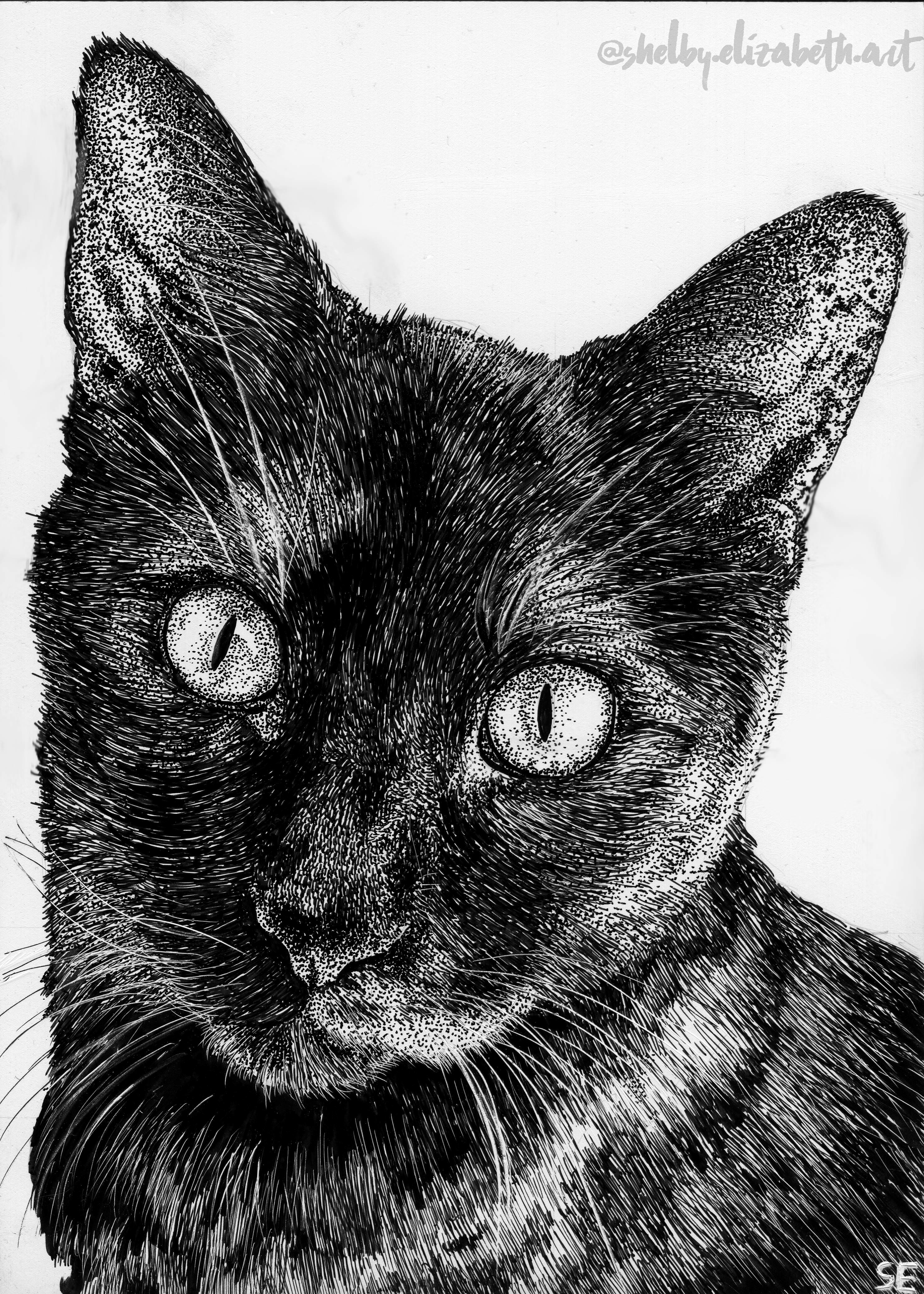 2962x4146 An Ink Drawing Of My Cat - Cat Ink Drawing